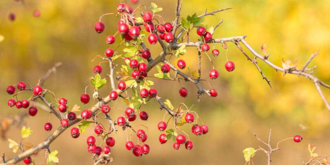 Alıç Sirkesinin Mucizevi Gücü: Faydaları, Kullanımı ve Evde Yapımı