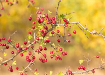 Alıç Sirkesinin Mucizevi Gücü: Faydaları, Kullanımı ve Evde Yapımı