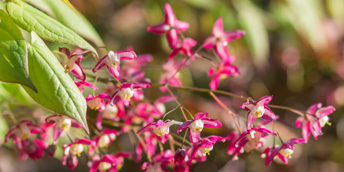 Epimedium (Keşişkülahı) Nedir?