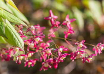 Epimedium (Keşişkülahı) Nedir?
