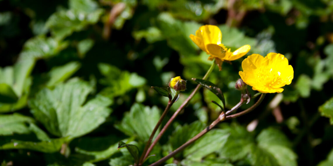Çoban Çökerten (Tribulus Terrestris) Nedir?