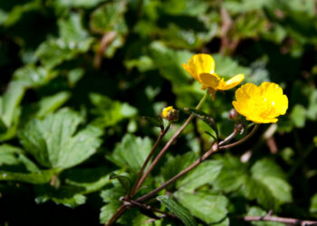 Çoban Çökerten (Tribulus Terrestris) Nedir?