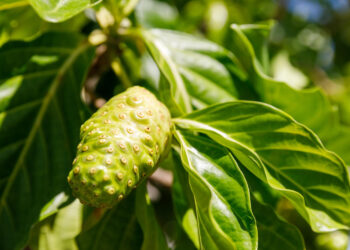 Noni Bitkisi Kullanımı ve Ürünler