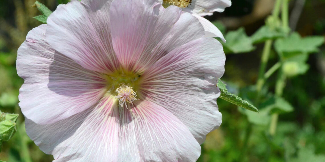 Hatmi Çiçeği Öksürüğe İyi Gelir mi?