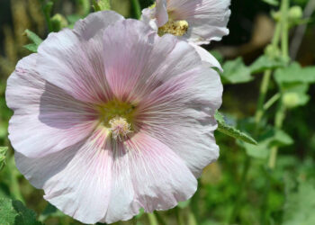 Hatmi Çiçeği Öksürüğe İyi Gelir mi?