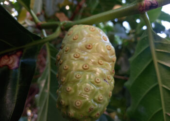 Noni Bitkisi: Antioksidan ve Bağışıklık Gücü