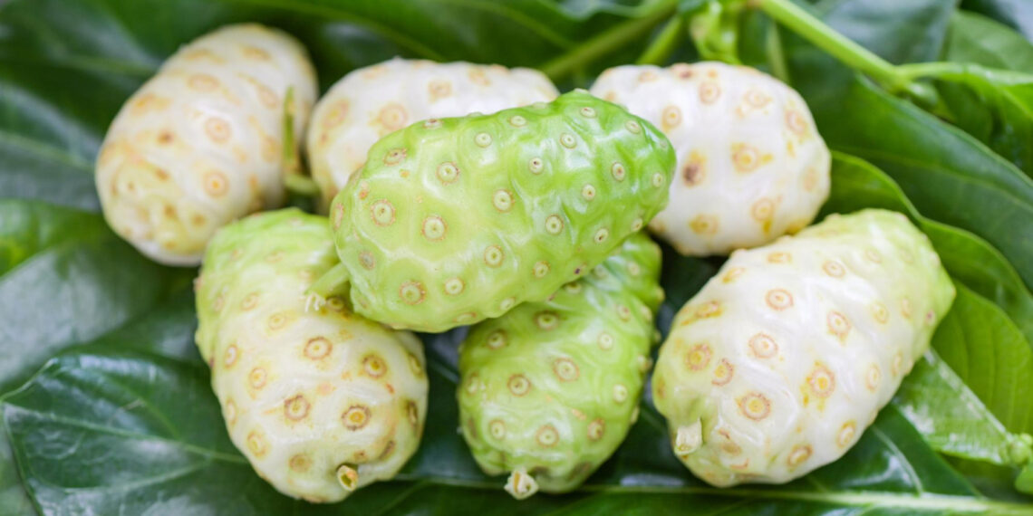 Kolesterole Egzotik Çözüm: Noni Meyvesi